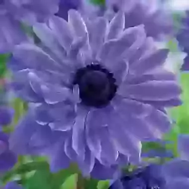 Coronaria Double Lord Lieutenant 